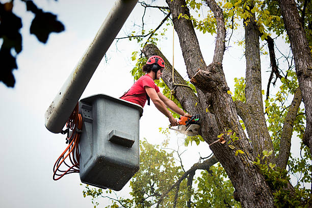 Best Affordable Tree Service  in Mount Jackson, VA